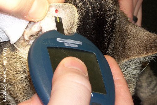 art2523 mesure glycemie chat