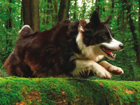 vetoquinol-webinaire